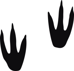 Storleken är för båda avtrycken räknat i en rektangel.