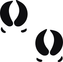 Storleken är för båda avtrycken räknat i en rektangel.