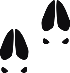 Storleken är för båda avtrycken räknat i en rektangel.