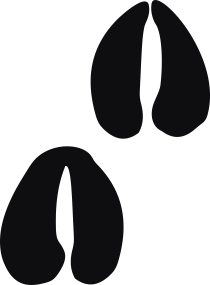 Storleken är för båda avtrycken räknat i en rektangel.